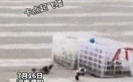 “过马路了不好意思让让鸭~”：夫君
骑车载鸭过马路，小鸭掉队后自发
列队
紧跟