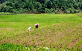 “把院士装得手
机里”，种地村民用上了智能体